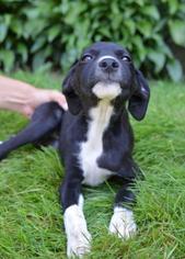 Sheprador Dogs for adoption in Danbury, CT, USA
