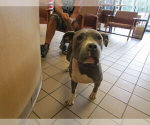 American Pit Bull Terrier-Unknown Mix Dogs for adoption in Ocala, FL, USA