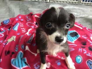 Chihuahua Dogs for adoption in Williamson, WV, USA