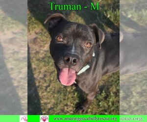 Boxer-Staffordshire Bull Terrier Mix Dogs for adoption in Pensacola, FL, USA
