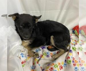 German Shepherd Dog-Unknown Mix Dogs for adoption in Modesto, CA, USA
