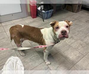 American Staffordshire Terrier-Unknown Mix Dogs for adoption in Grand Prairie, TX, USA