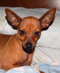 Miniature Pinscher Dogs for adoption in Anderson, SC, USA
