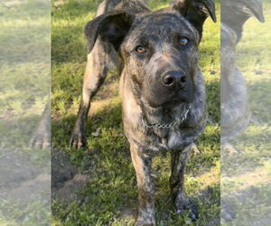 Great Dane-Unknown Mix Dogs for adoption in Lake Elsinore, CA, USA