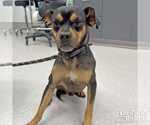 Meagle Dogs for adoption in Washington, DC, USA