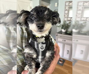 Poovanese Dogs for adoption in Holland, MI, USA