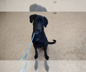 Medium Photo #1 Labrador Retriever-Unknown Mix Puppy For Sale in Springfield, MA, USA