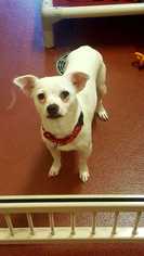 Chihuahua Dogs for adoption in Accident, MD, USA