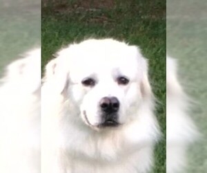Great Pyrenees Dogs for adoption in Point Pleasant, PA, USA