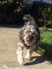 Bearded Collie Dogs for adoption in VACAVILLE, CA, USA
