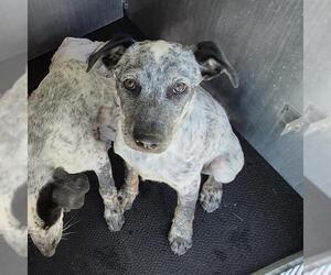 Australian Shepherd-Unknown Mix Dogs for adoption in San Antonio, TX, USA