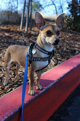 Chihuahua Dogs for adoption in Sonora, CA, USA