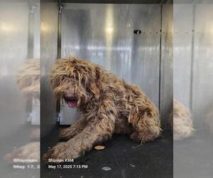 Poodle (Standard)-Unknown Mix Dogs for adoption in San Antonio, TX, USA