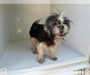 Shih Tzu-Unknown Mix Dogs for adoption in Houston, TX, USA