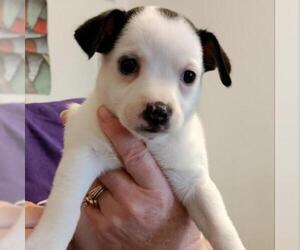 Rat Terrier Dogs for adoption in Von Ormy, TX, USA