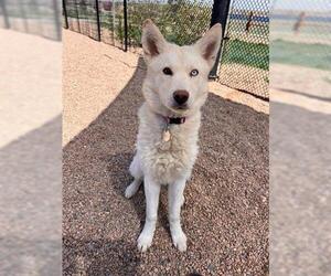 Siberian Husky Dogs for adoption in Brighton, CO, USA
