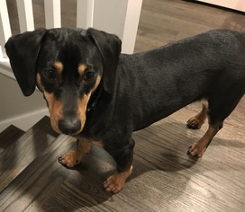 Dachshund Dogs for adoption in Plainfield, IL, USA