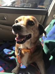 Pug Dogs for adoption in Menifee, CA, USA