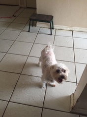 Bichon Frise Dogs for adoption in Naples, FL, USA