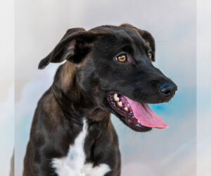 Catahoula Leopard Dog-Unknown Mix Dogs for adoption in Pasadena, CA, USA
