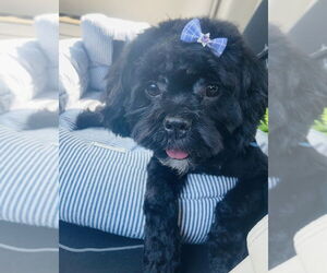 Shih Tzu-Unknown Mix Dogs for adoption in Mundelein, IL, USA