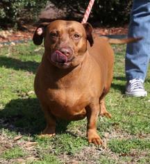 Dachshund Dogs for adoption in Little Rock, AR, USA