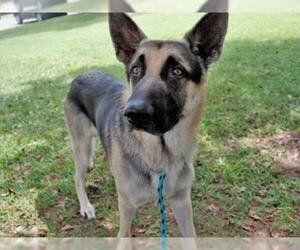German Shepherd Dog Dogs for adoption in Tallahassee, FL, USA