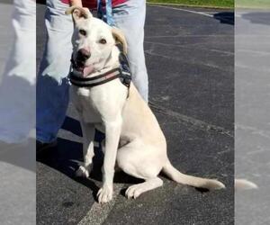 Labrador Retriever Dogs for adoption in Maryville, TN, USA