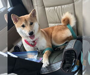 Shiba Inu Dogs for adoption in Fargo, ND, USA