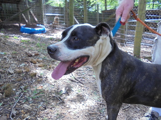 American Pit Bull Terrier Dogs for adoption in Blairsville, GA, USA