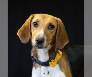 English Foxhound-Unknown Mix Dogs for adoption in Hot Springs Village, AR, USA