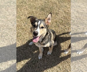 Siberian Husky-Unknown Mix Dogs for adoption in McKinney, TX, USA
