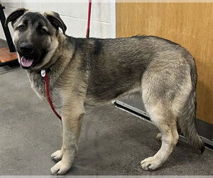 German Shepherd Dog-Unknown Mix Dogs for adoption in Forestville, MD, USA