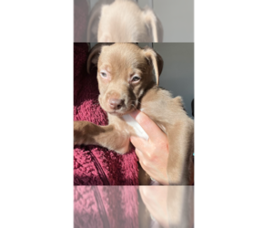 German Shorthaired Lab Dogs for adoption in Brewster, NY, USA