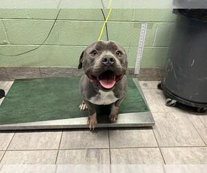American Staffordshire Terrier-Unknown Mix Dogs for adoption in Grand Prairie, TX, USA