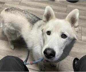 Siberian Husky Dogs for adoption in Redlands, CA, USA