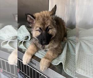- Mix Dogs for adoption in Norco, CA, USA
