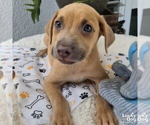 Dachshund-Unknown Mix Dogs for adoption in Washington, DC, USA