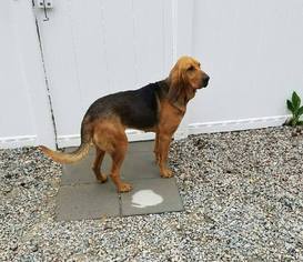 Medium Photo #1 Bloodhound Puppy For Sale in Washington, DC, USA