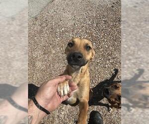 Black Mouth Cur-Unknown Mix Dogs for adoption in Houston, TX, USA