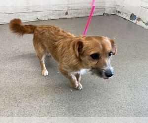 Mutt Dogs for adoption in San Bernardino, CA, USA