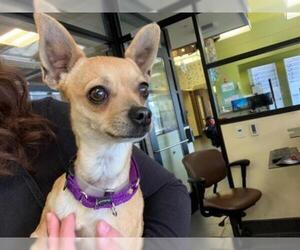 Chihuahua Dogs for adoption in Denver, CO, USA