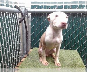 Mutt Dogs for adoption in Downey, CA, USA