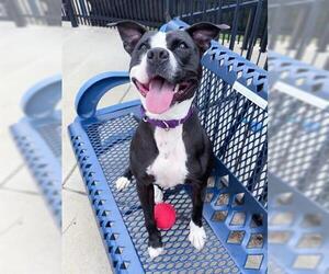 Mutt Dogs for adoption in Canfield, OH, USA