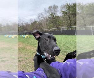 Great Dane Dogs for adoption in Center Township, PA, USA