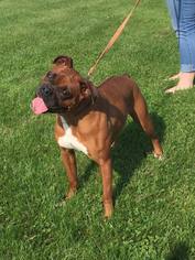 Boxer Dogs for adoption in Traverse City, MI, USA