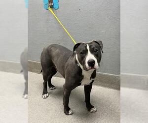 American Pit Bull Terrier-Unknown Mix Dogs for adoption in Las Vegas, NV, USA