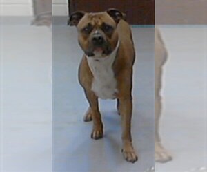 Boxer Dogs for adoption in Fayetteville, NC, USA