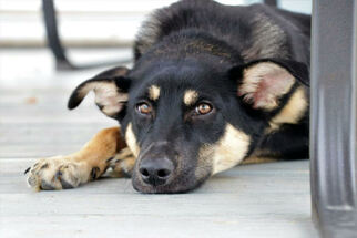 Medium Photo #1 German Shepherd Dog-Unknown Mix Puppy For Sale in Minneapolis, MN, USA