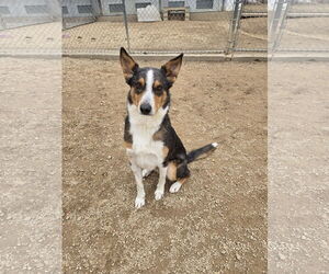 Mutt Dogs for adoption in Maquoketa, IA, USA